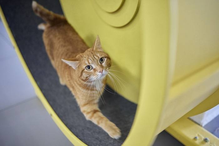 A lively cat running energetically on an exercise wheel designed for feline exercise.