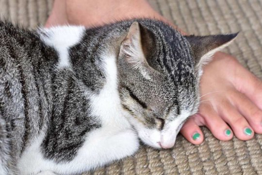 Why Are Cats So Obsessed With Feet?