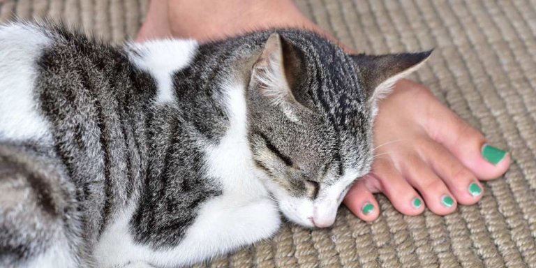 Why Are Cats So Obsessed With Feet?