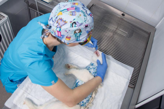 How Much Does Cat Teeth Cleaning Cost?