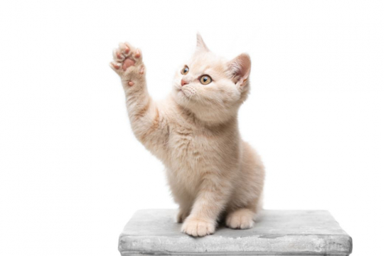 How Many Toes Do Cats Have?