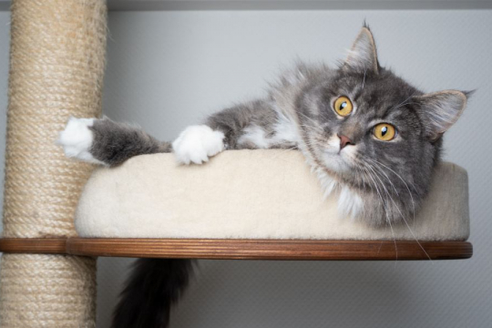 Cat Doesn't Scratch: Is This Normal?