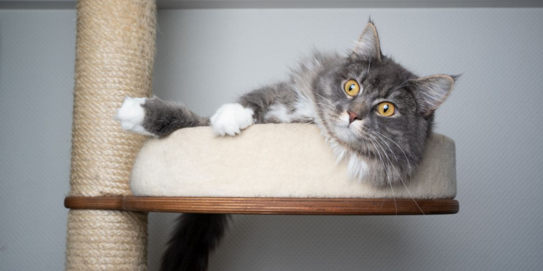 Cat Doesn’t Scratch: Is This Normal?