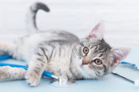 Tramadol for Cats: Overview, Dosage & Side Effects