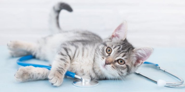 Tramadol for Cats: Overview, Dosage & Side Effects