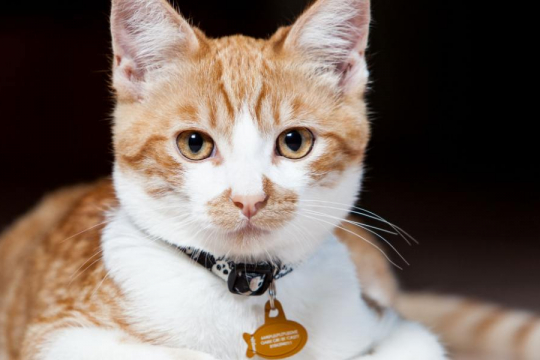 Should My Cat Wear A Collar?