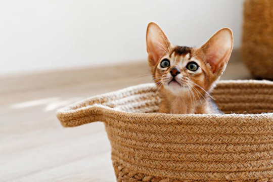 Can a Cat’s Purr Really Heal You?