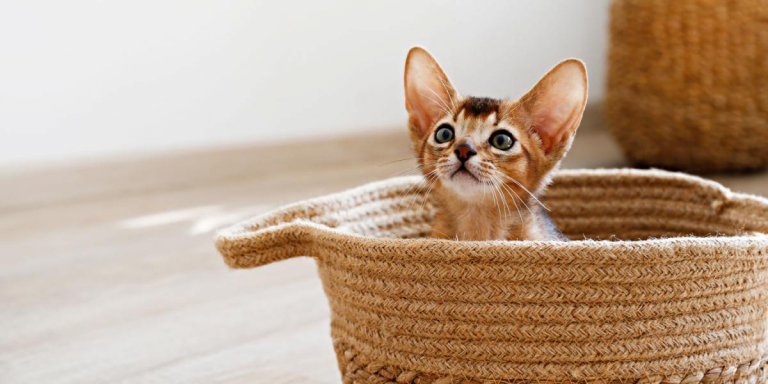 Can a Cat’s Purr Really Heal You?