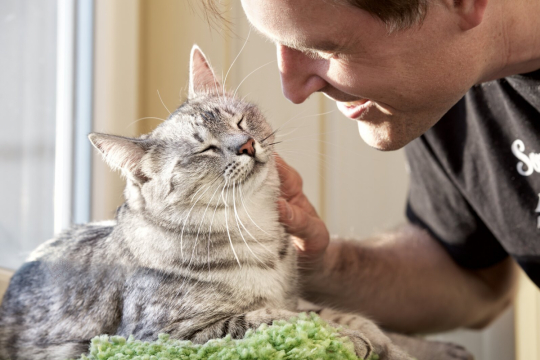 Do Cats Understand Words? A Vet Explains