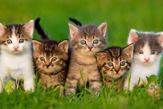 What Is A Group Of Cats Called?