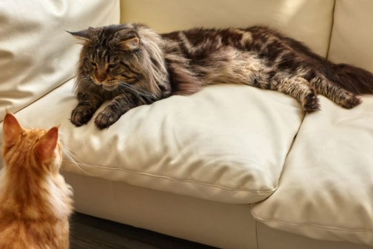 10 Serious Warning Signs When Introducing Cats