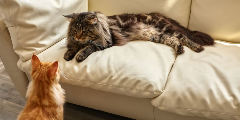10 Serious Warning Signs When Introducing Cats