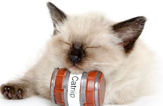 Can Kittens Have Catnip?