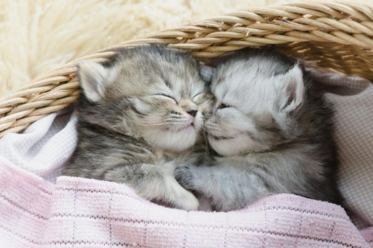 How Many Hours Do Kittens Sleep?