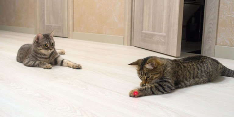 Are Laser Toys Safe for Cats?