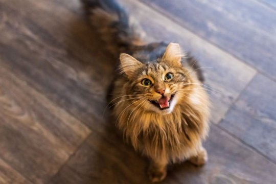 7 Reasons Your Female Cat Is Meowing A Lot Suddenly