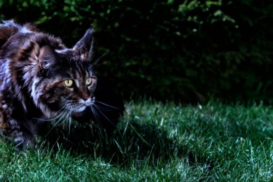 Why Do Some Cats Have So Much Energy at Night?