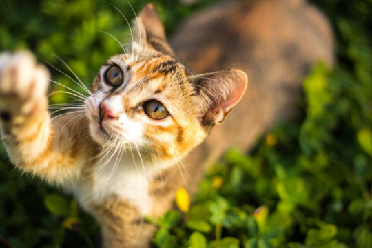 Overstimulated Cat: Signs, Symptoms & How to Help