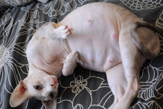 Pregnant Cat Nipples Vs Normal Cat Nipples: How To Tell the Difference?