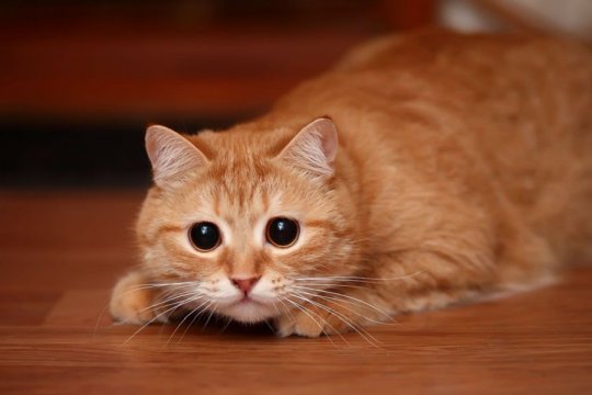 Why Do Cats Poop When They Are Scared?
