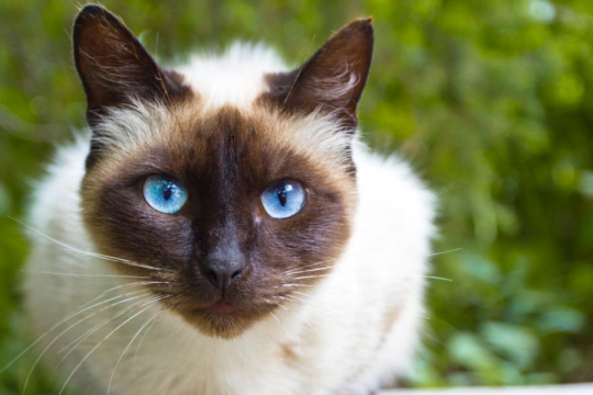 Cat Ear Positions & What They Mean