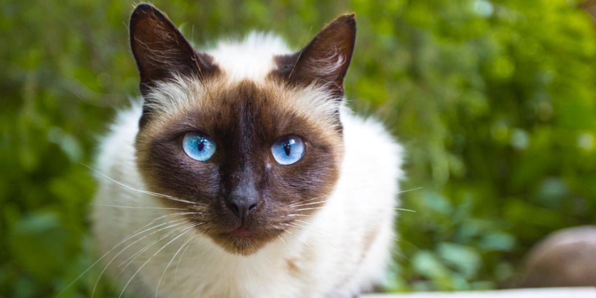 Siamese cat