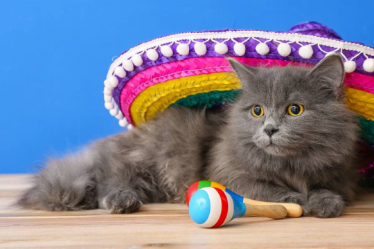 150 Perfecto Spanish Names For Your Cat