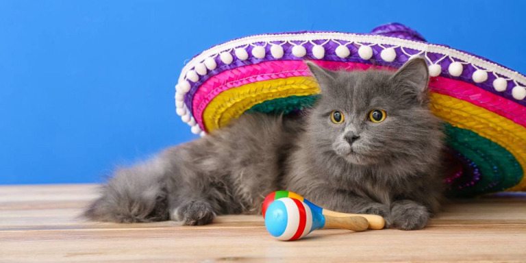 150 Perfecto Spanish Names For Your Cat