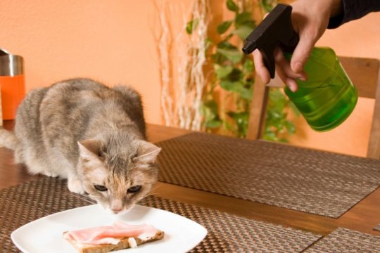 5 Reasons Why You Should Never Spray Cats With Water