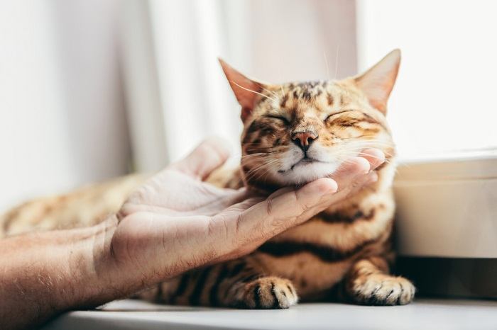 A person stroking a Bengal cat, demonstrating the act of gentle petting and bonding with this unique feline breed.