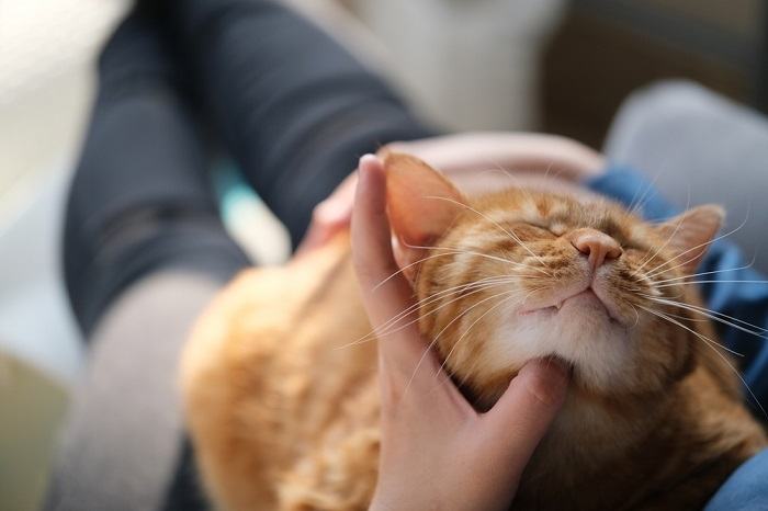 A person stroking a brown tabby cat, illustrating the act of gentle petting and bonding with a feline.