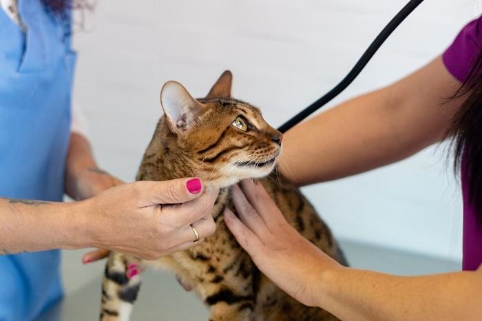 A cat during a veterinary examination, highlighting the importance of regular check-ups and healthcare for feline companions.