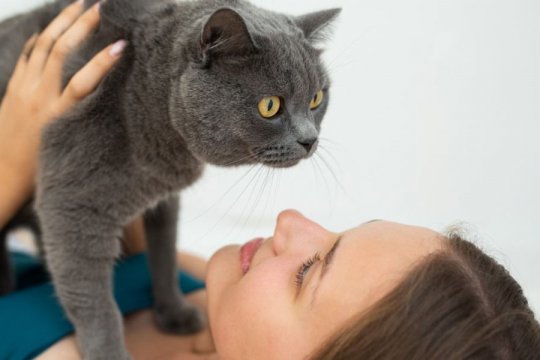 Cat Vision Vs. Human Vision: Who Has Better Vision?