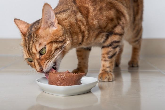 Bengal cat eat wet food