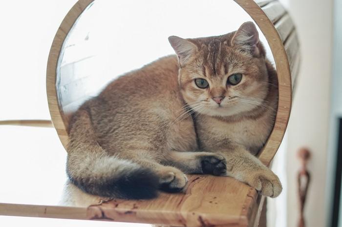 British shorthair cat on a cat tree