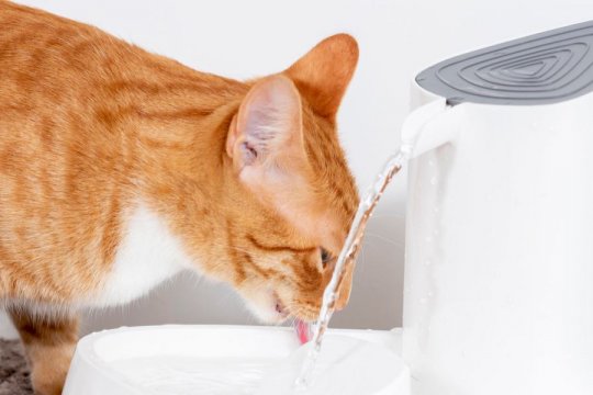 How Long Can a Cat Go Without Drinking Water?