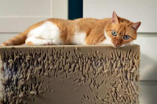 Stop Your Cat From Destroying Furniture In 7 Simple Steps