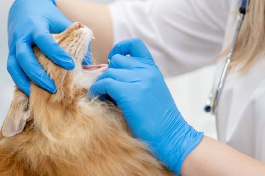 When Should You Induce Cat Vomiting?
