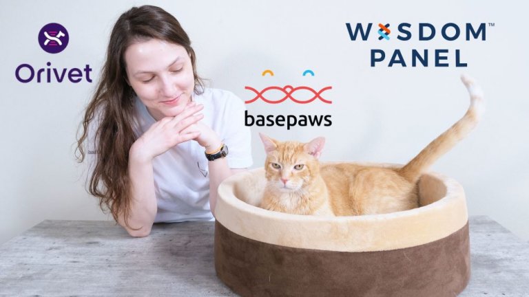 The 3 Best Cat DNA Tests: We Tried Them All