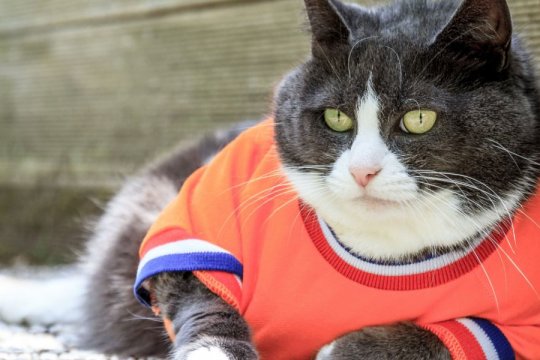 5 Common Causes Of Weight Gain In Cats