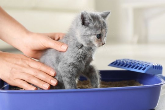 5 Subtle Signs Your Kitten Needs To Pee Or Poop