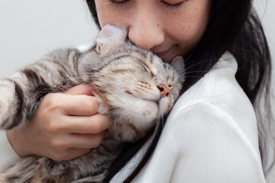 What Does It Mean When a Cat Head Bumps You?