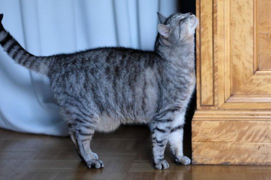 Territorial Marking and Spraying Behavior in Cats
