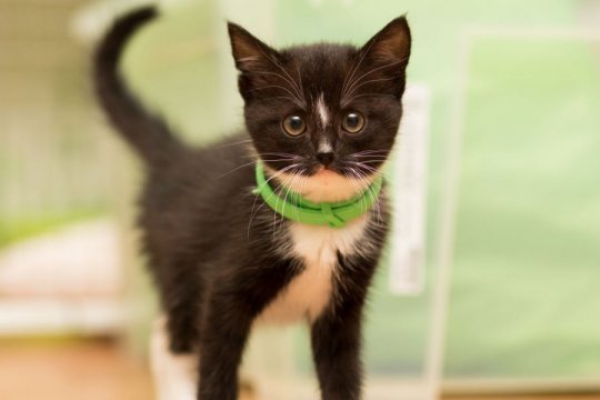 Flea and Tick Medication Poisoning in Cats: Causes, Symptoms, & Treatment