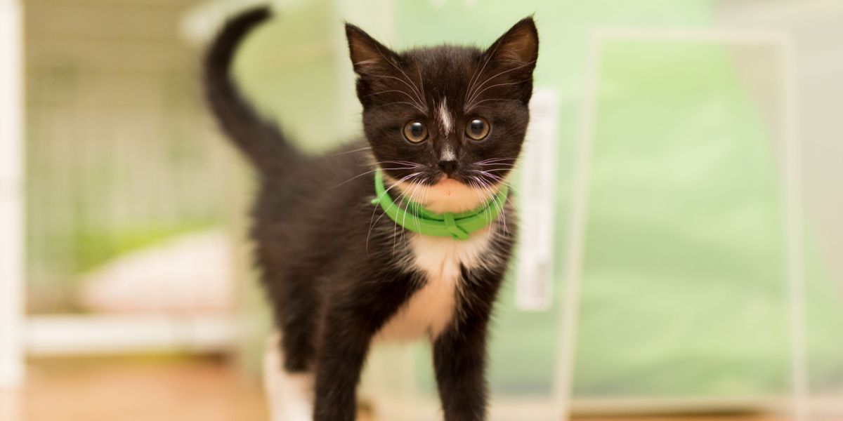 cat wears collar of fleas