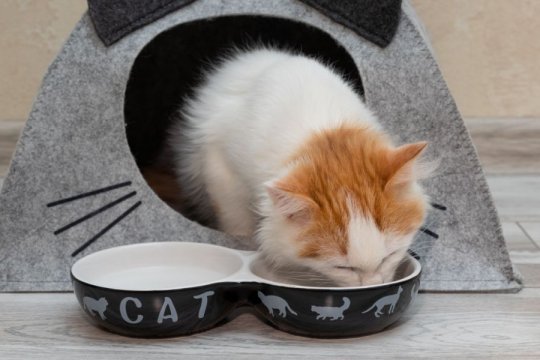 When Can Kittens Eat Dry Food?