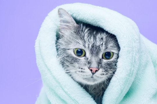 How To Wash A Cat Without Cat Shampoo