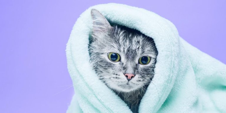 How To Wash A Cat Without Cat Shampoo