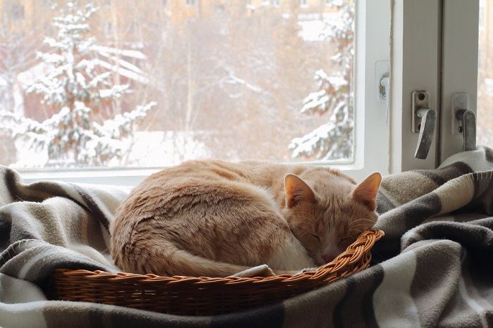 A red cat sleeps in a basket near the window