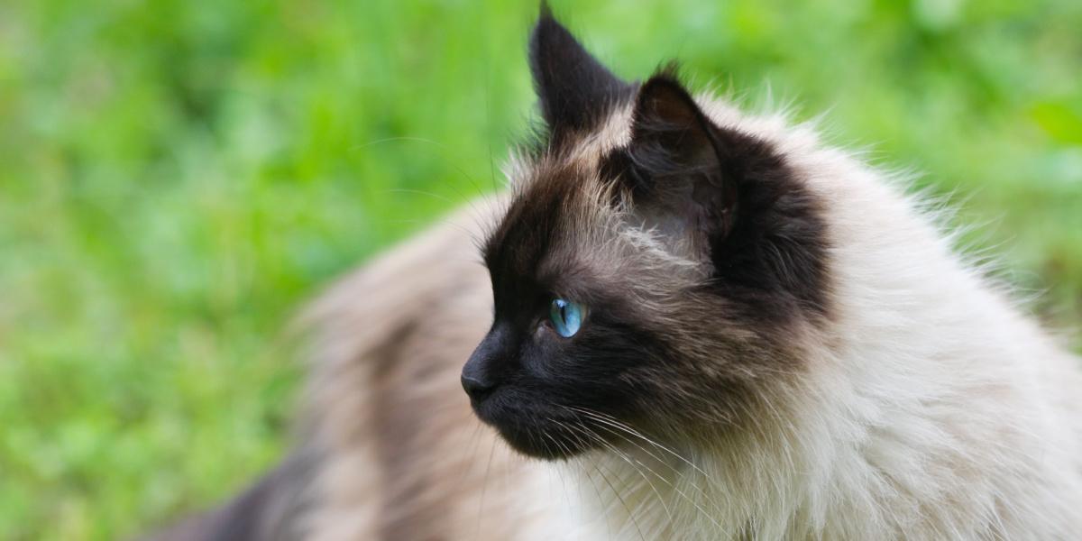 Best Food For Himalayan Cats